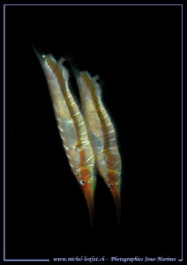 Two Razor Fishes seeking for food in the waters of Lembeh... by Michel Lonfat 